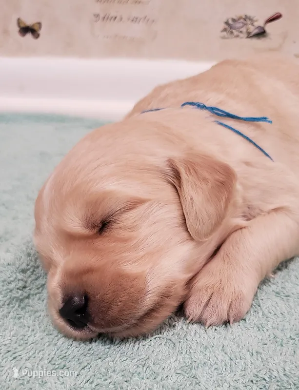  Chance – Golden Retriever puppy for sale in Chattanooga, TN