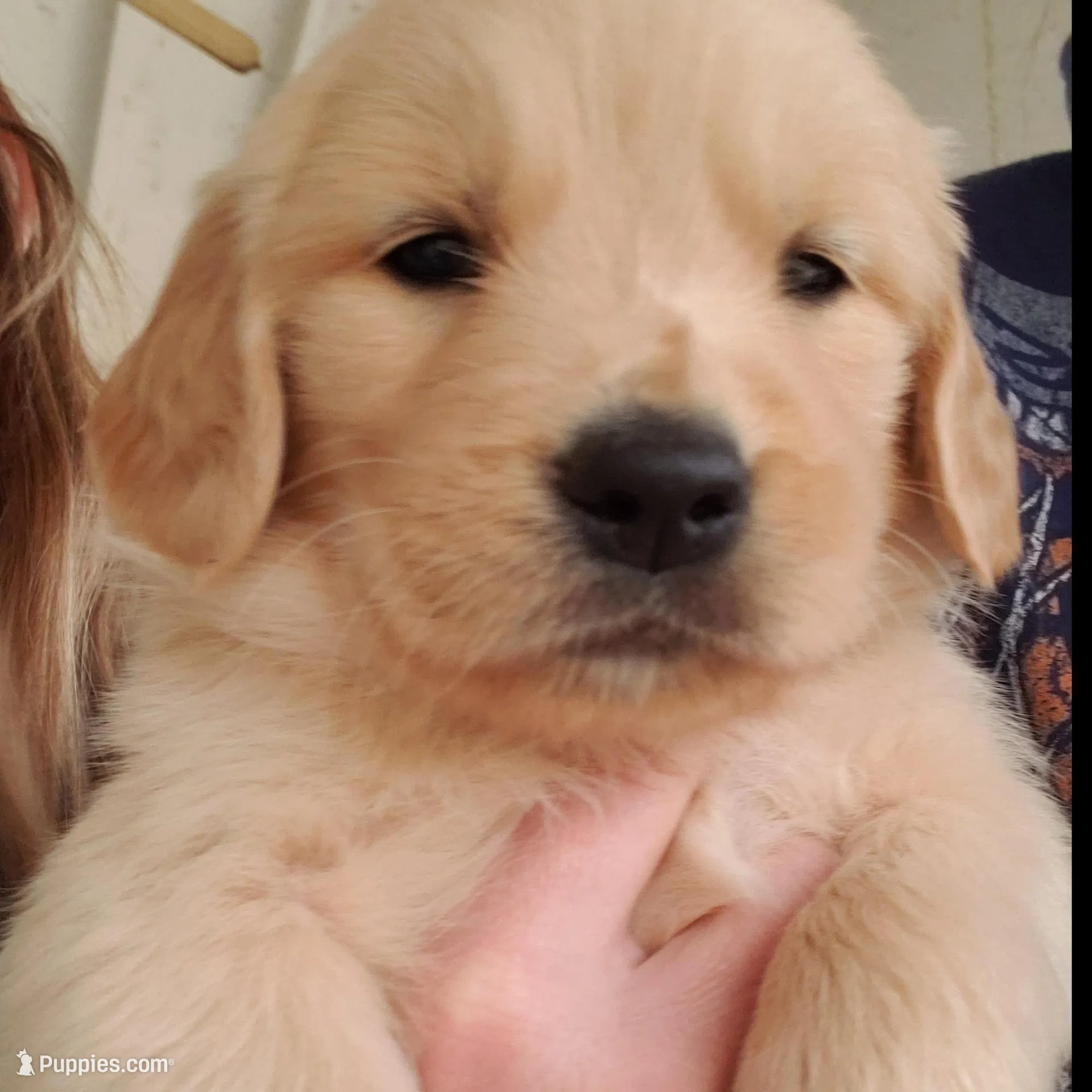 Buddy – Golden Retriever puppy for sale in Chattanooga, TN