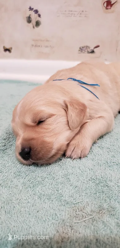 Buddy – Golden Retriever puppy for sale in Chattanooga, TN