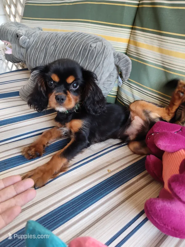 Jeffrey  – Cavalier King Charles Spaniel puppy for sale in Chattanooga, TN