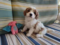 Cookie, a female Cavapoo for sale in Chattanooga, TN – 2 of 6