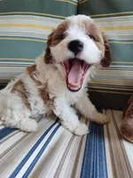 Cookie, a female Cavapoo for sale in Chattanooga, TN – 5 of 6