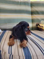 AKC Teddy, a male Cavalier King Charles Spaniel for sale in Chattanooga, TN – 2 of 4