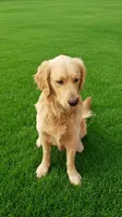 Sunny, a male Golden Retriever for sale in Chattanooga, TN – 3 of 4