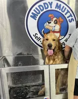 Sunny, a male Golden Retriever for sale in Chattanooga, TN – 3 of 5