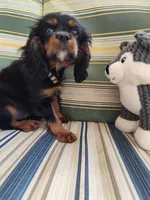 AKC Rolo, a male Cavalier King Charles Spaniel for sale in Chattanooga, TN – 4 of 4