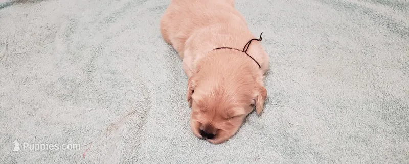 Shadow – Golden Retriever puppy for sale in Chattanooga, TN