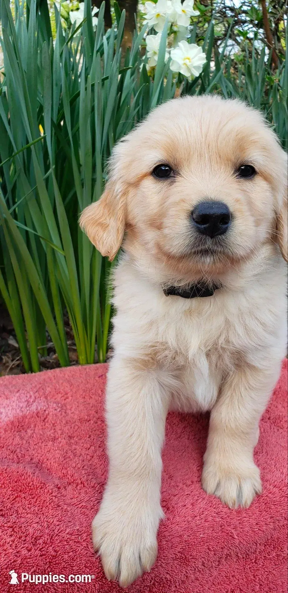 Shadow – Golden Retriever puppy for sale in Chattanooga, TN