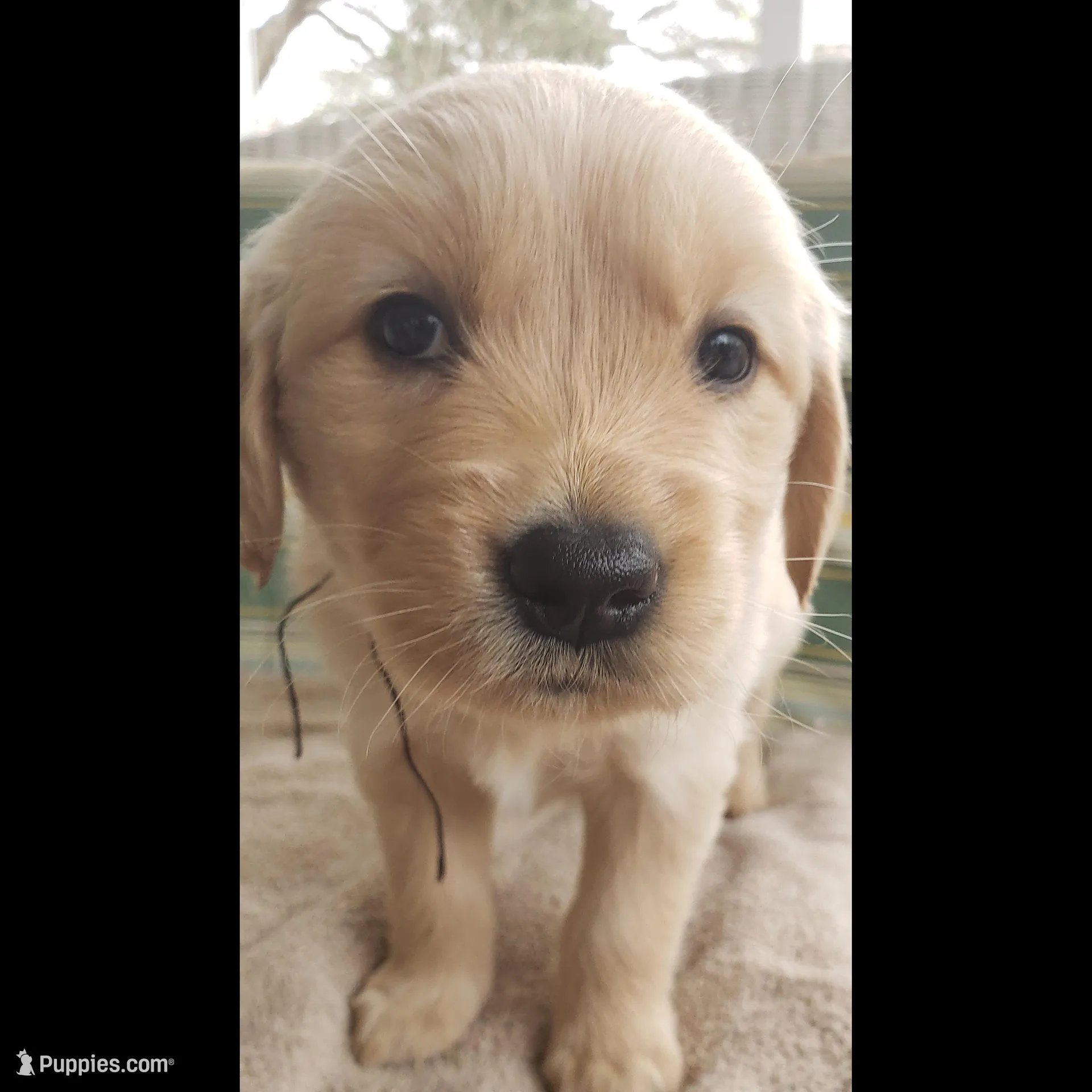 Shadow – Golden Retriever puppy for sale in Chattanooga, TN