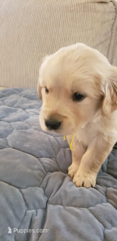 Harry – Golden Retriever puppy for sale in Chattanooga, TN