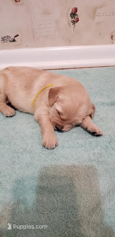 Harry – Golden Retriever puppy for sale in Chattanooga, TN