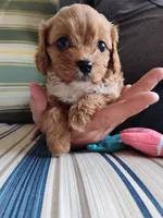 Peanut , a male Cavapoo for sale in Chattanooga, TN – 2 of 5