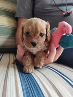 Peanut , a male Cavapoo for sale in Chattanooga, TN – 5 of 5