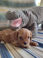 Peanut , a male Cavapoo for sale in Chattanooga, TN – 3 of 5