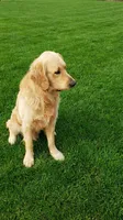 Sunny, a male Golden Retriever for sale in Chattanooga, TN – 4 of 5