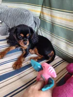 Jeffrey , a male Cavalier King Charles Spaniel for sale in Chattanooga, TN – 5 of 5