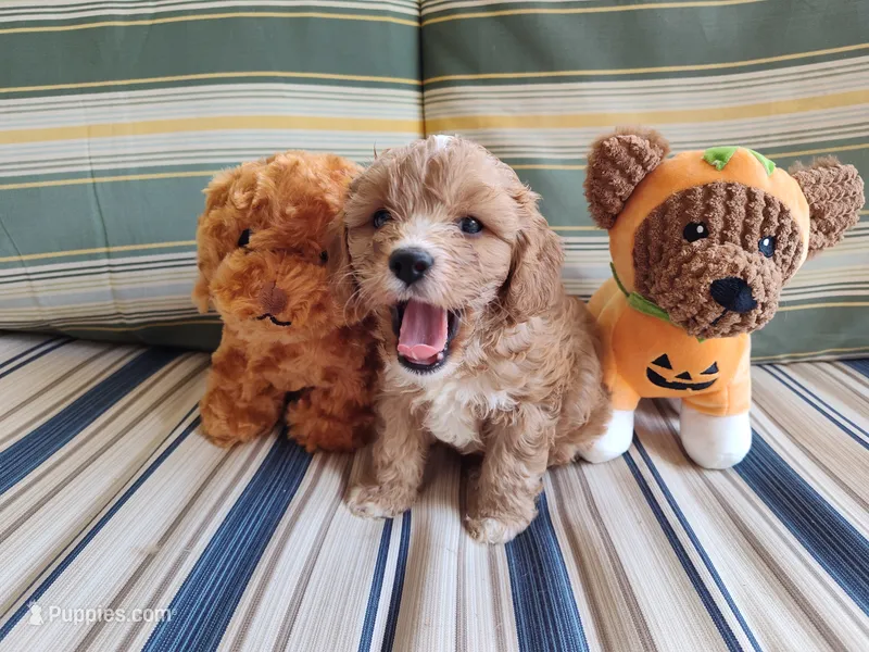Latte – Cavapoo puppy for sale in Chattanooga, TN