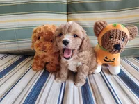 Latte, a male Cavapoo for sale in Chattanooga, TN – 1 of 4