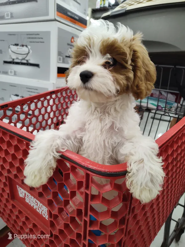 Cookie – Cavapoo puppy for sale in Chattanooga, TN
