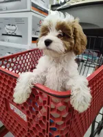 Cookie, a female Cavapoo for sale in Chattanooga, TN – 1 of 10