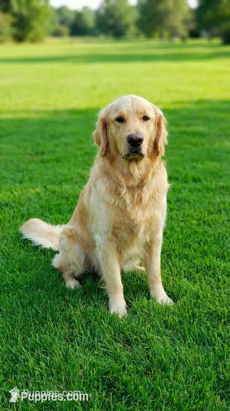 Sunny – Golden Retriever puppy for sale in Chattanooga, TN