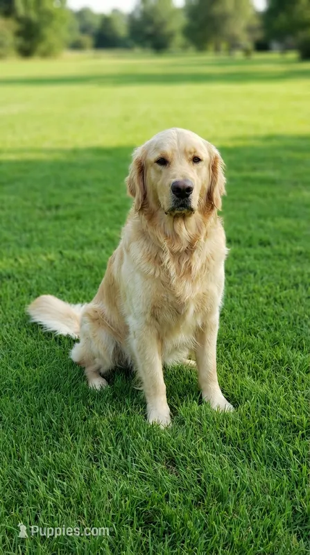 Sunny – Golden Retriever puppy for sale in Chattanooga, TN