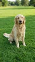 Sunny, a male Golden Retriever for sale in Chattanooga, TN – 1 of 4