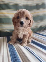 Latte, a male Cavapoo for sale in Chattanooga, TN – 3 of 4