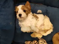 Cookie, a female Cavapoo for sale in Chattanooga, TN – 6 of 6