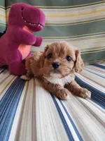 Peanut , a male Cavapoo for sale in Chattanooga, TN – 4 of 5