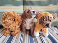 Latte, a male Cavapoo for sale in Chattanooga, TN – 4 of 4