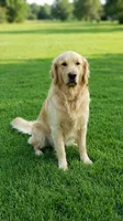 Sunny, a male Golden Retriever for sale in Chattanooga, TN – 5 of 5