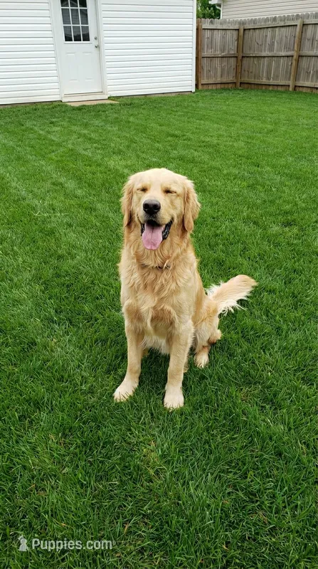 Sunny – Golden Retriever puppy for sale in Chattanooga, TN