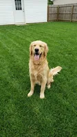 Sunny, a male Golden Retriever for sale in Chattanooga, TN – 1 of 5