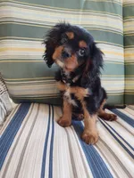 AKC Teddy, a male Cavalier King Charles Spaniel for sale in Chattanooga, TN – 3 of 4