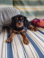 Jeffrey , a male Cavalier King Charles Spaniel for sale in Chattanooga, TN – 4 of 5