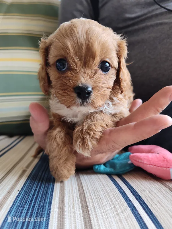 Peanut  – Cavapoo puppy for sale in Chattanooga, TN