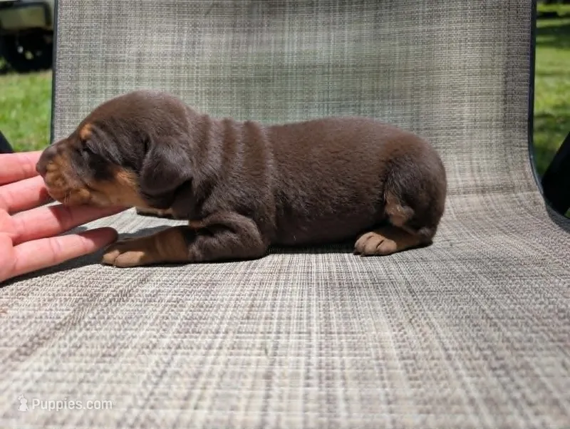nwrkennels.com – Doberman Pinscher puppy for sale in Shepherd, TX