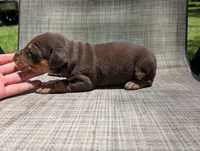 nwrkennels.com, a male Doberman Pinscher for sale in Shepherd, TX – 1 of 1