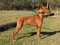 Melanistics Half European litter, a  Doberman Pinscher for sale in Shepherd, TX – 3 of 3
