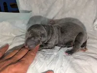 Melanistics Half European litter, a female Doberman Pinscher for sale in Shepherd, TX – 8 of 10