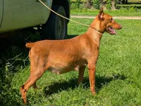 blue & Rust girl, a female Doberman Pinscher for sale in Shepherd, TX – 2 of 3