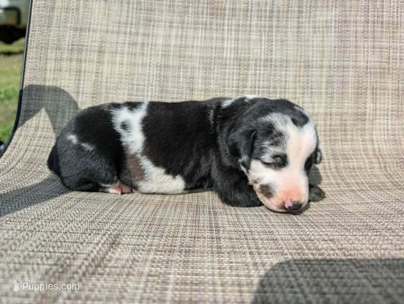 nwrkennels.com – Doberman Pinscher puppy on hold in Shepherd, TX