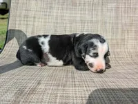nwrkennels.com, a male Doberman Pinscher for sale in Shepherd, TX – 1 of 1