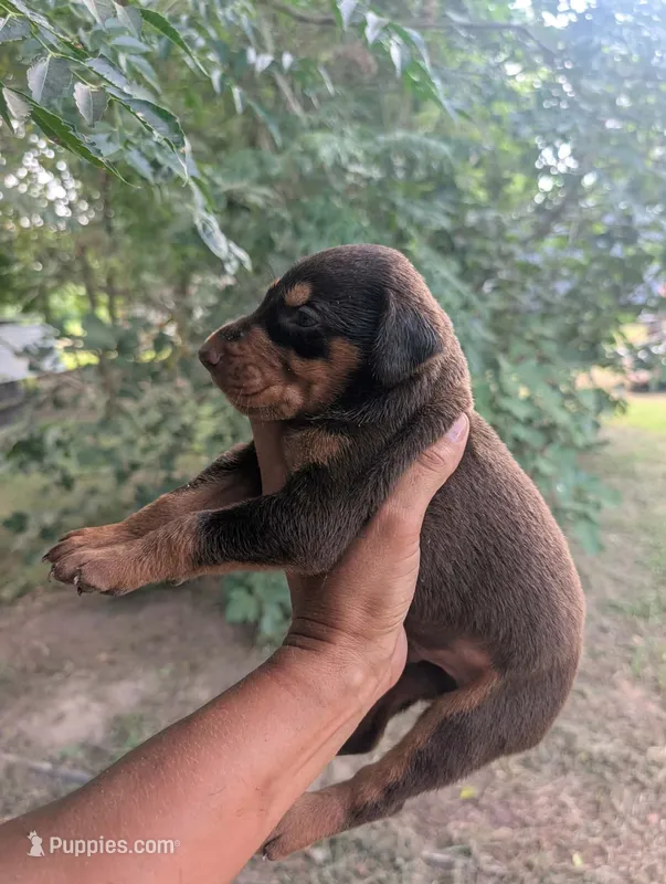 red & Rust boy – Doberman Pinscher puppy for sale in Shepherd, TX