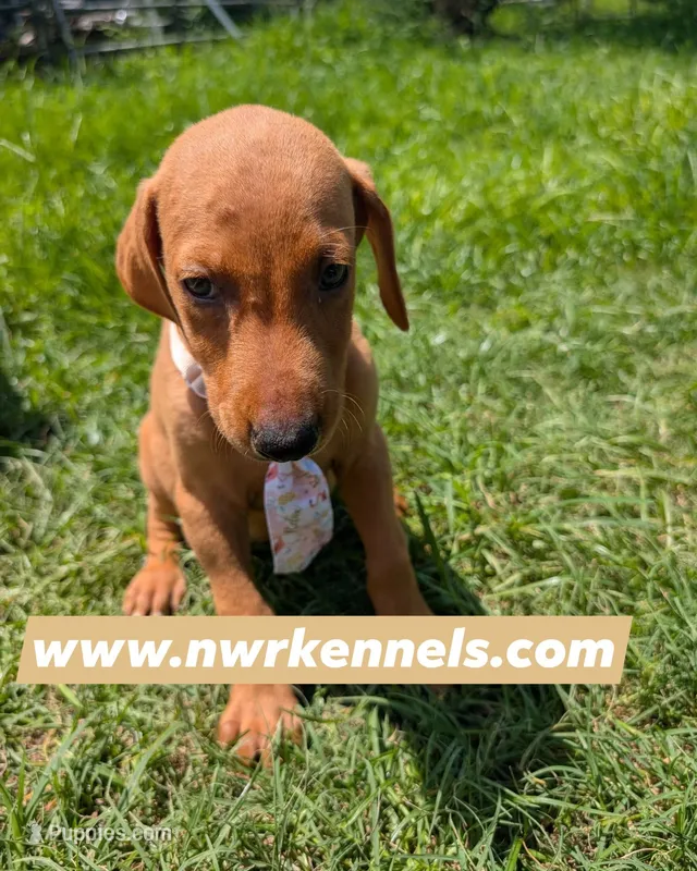 nwrkennels.com – Doberman Pinscher puppy for sale in Shepherd, TX