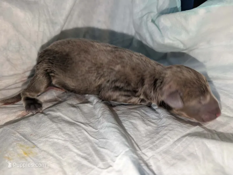 Melanistic fawn girl – Doberman Pinscher puppy for sale in Shepherd, TX