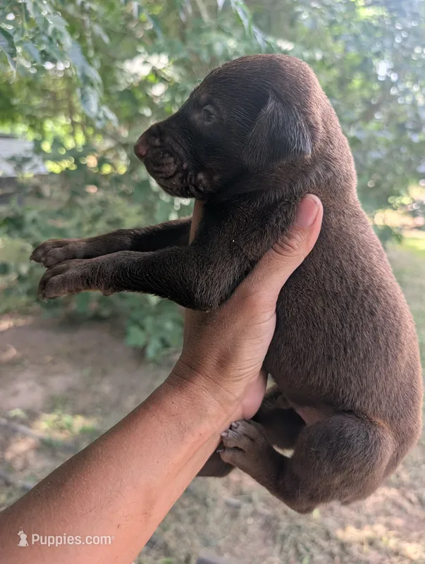 Melanistic Red boy – Doberman Pinscher puppy for sale in Shepherd, TX