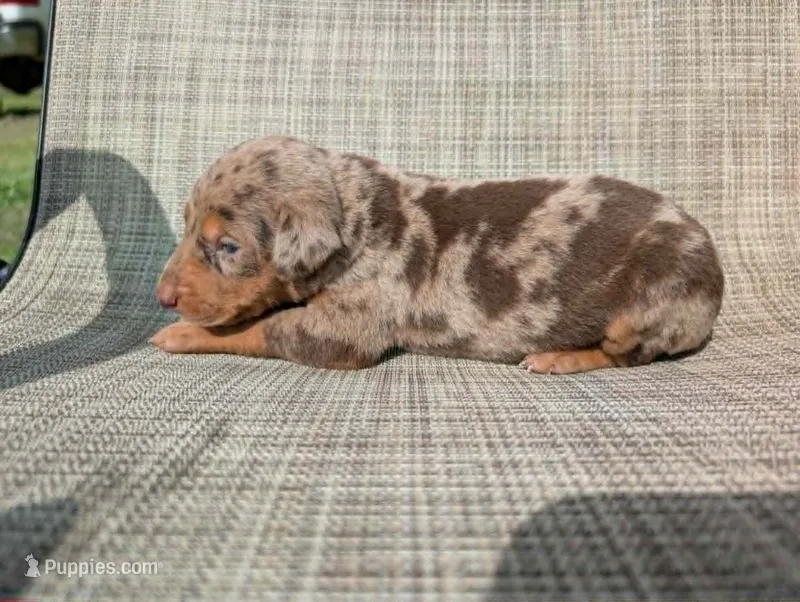nwrkennels.com – Doberman Pinscher puppy on hold in Shepherd, TX