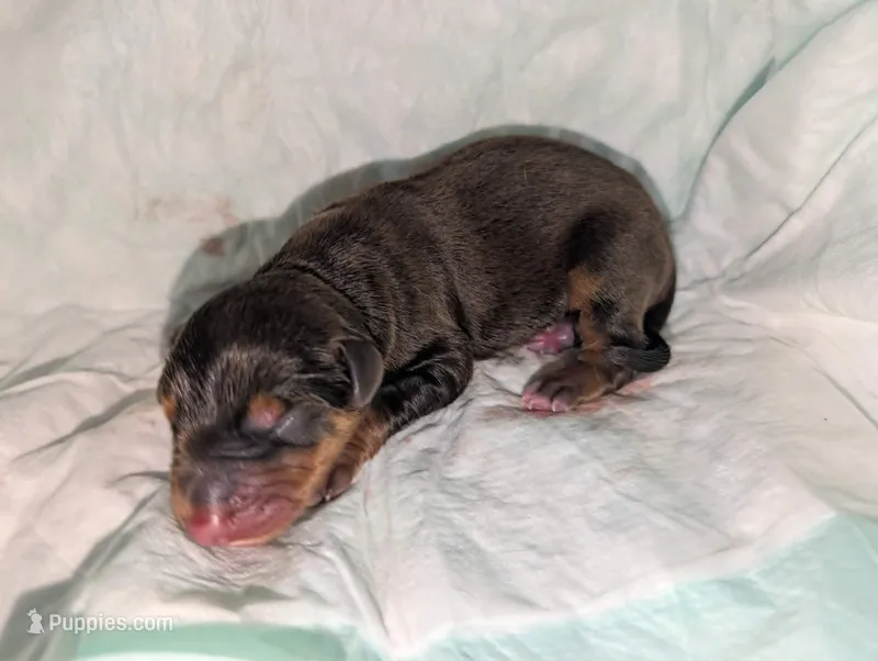 red & Rust boy – Doberman Pinscher puppy for sale in Shepherd, TX